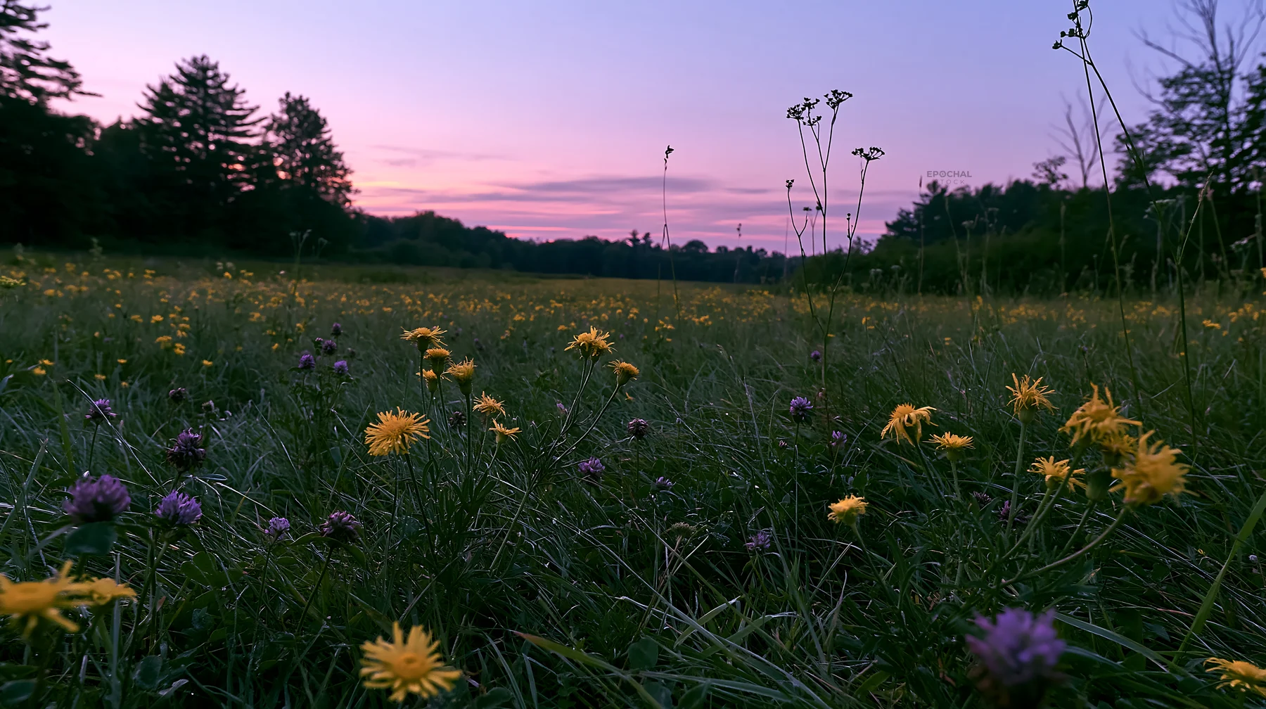 Tall grass meadow with wildflowers at dusk - AI-generated stock image