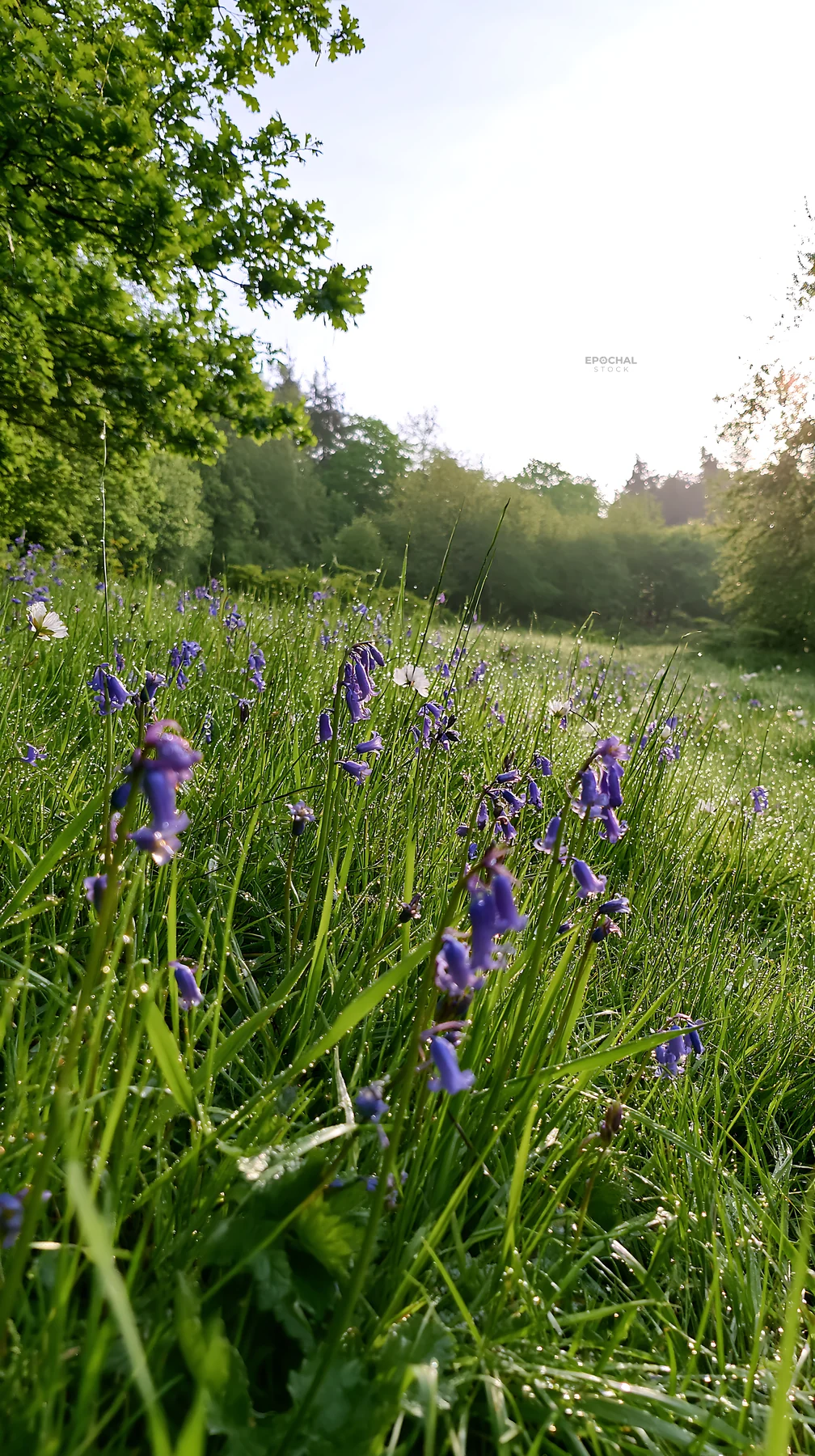 Flowers bloom at forest edge meadow in morning light - AI-generated stock image