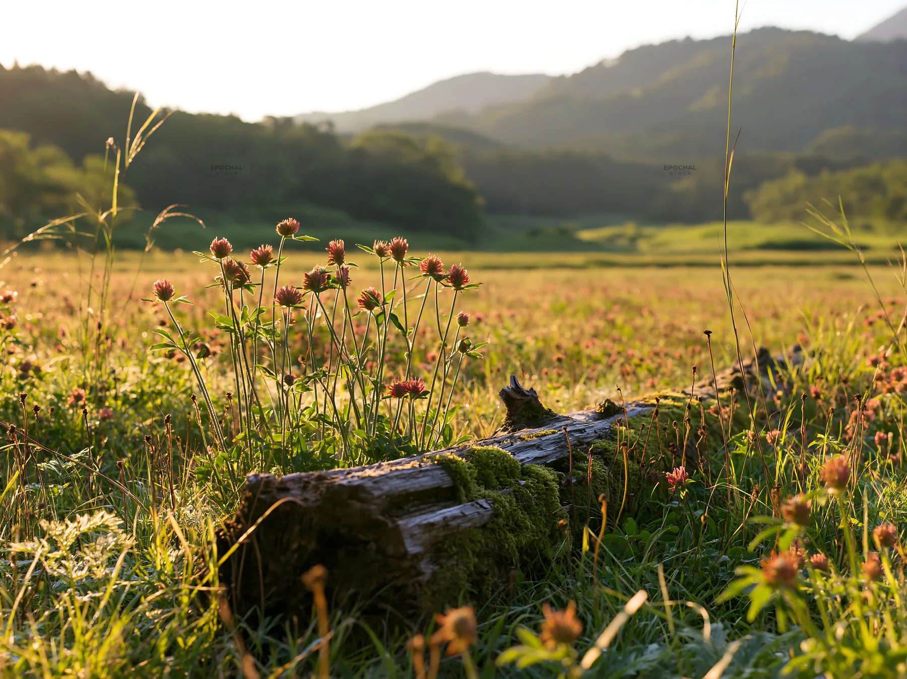 Mossy log in Gifu low carbon meadow during golden hour - AI-generated stock image