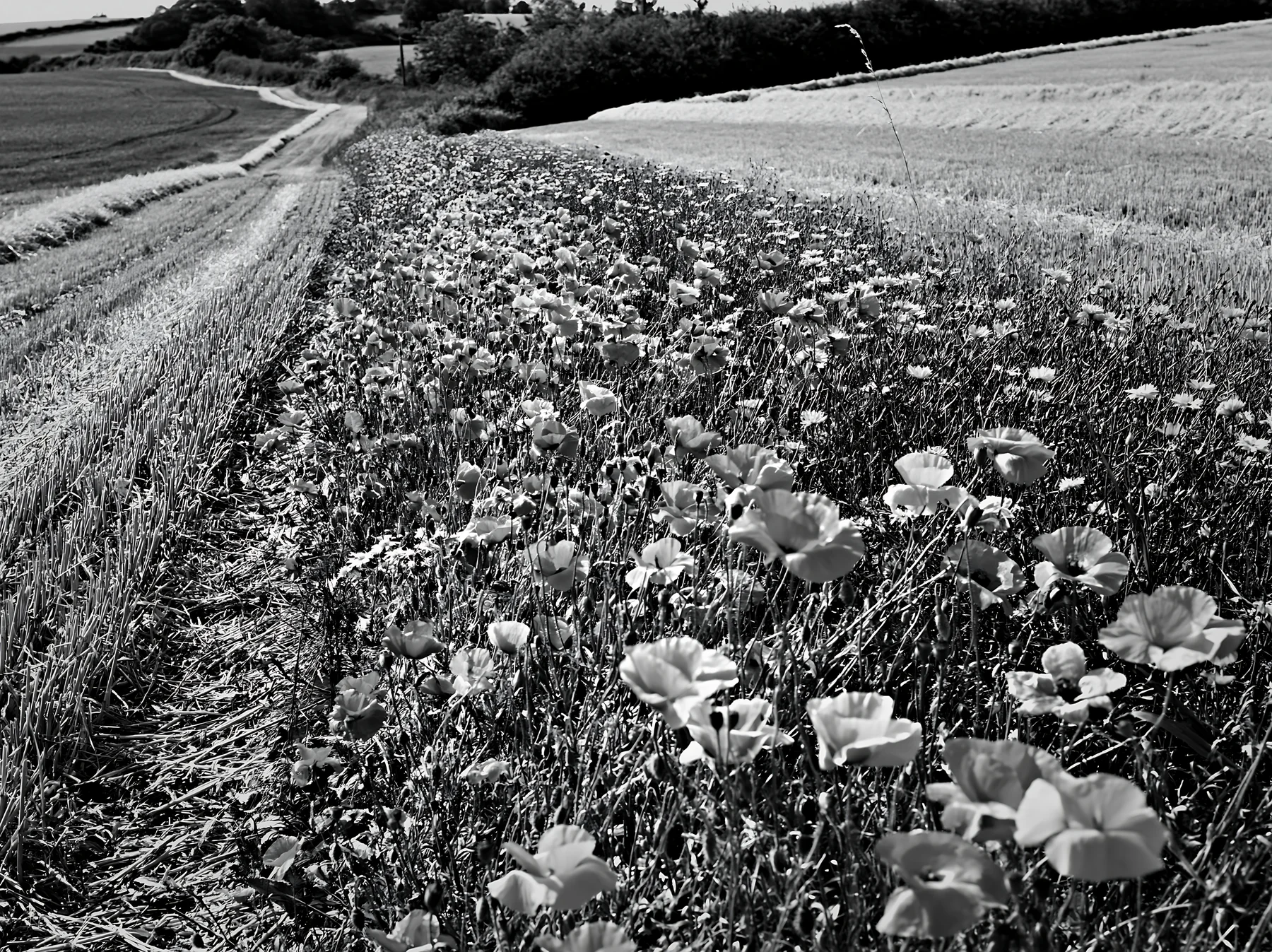 Colorful poppy meadow along a rural road in daylight - AI-generated stock image