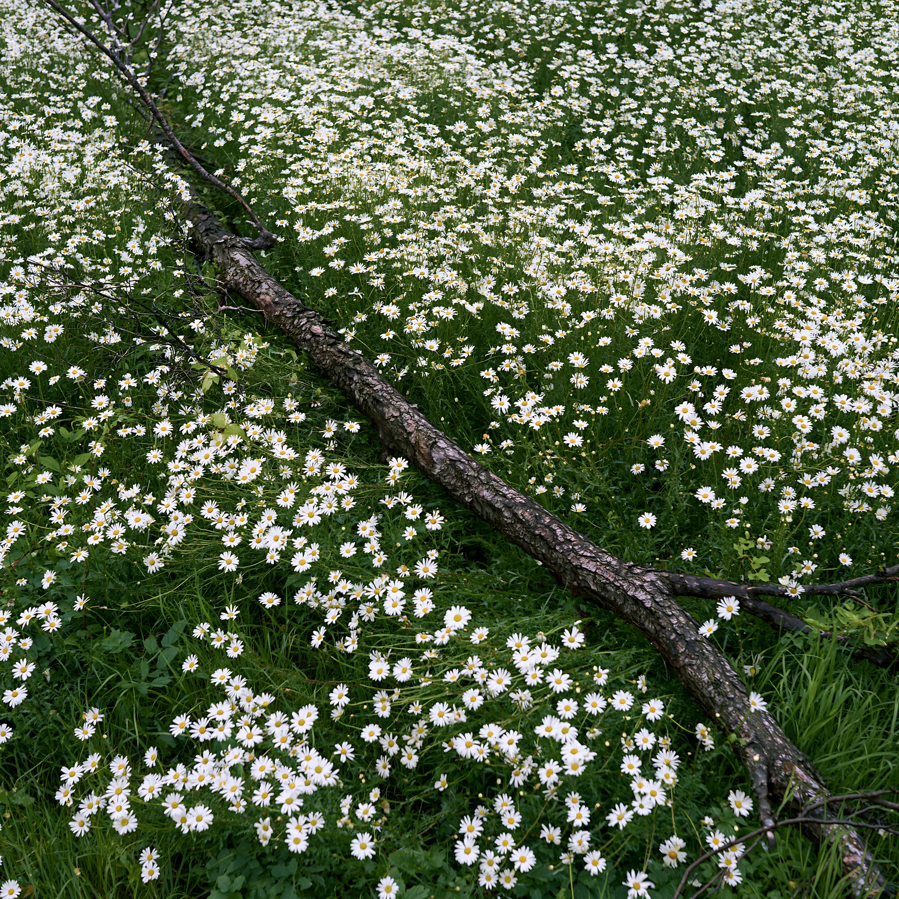 Yamagata rewilded meadow fallen branch foreground with flowers - AI-generated stock image