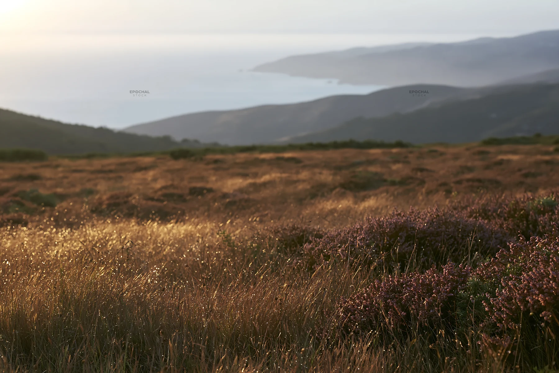 View of Portuguese meadow above Atlantic coast at sunset - AI-generated stock image