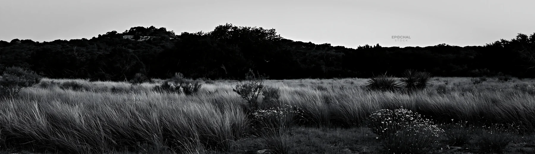 Black and white drought-tolerant meadow with wildflowers in a natural setting - AI-generated stock image