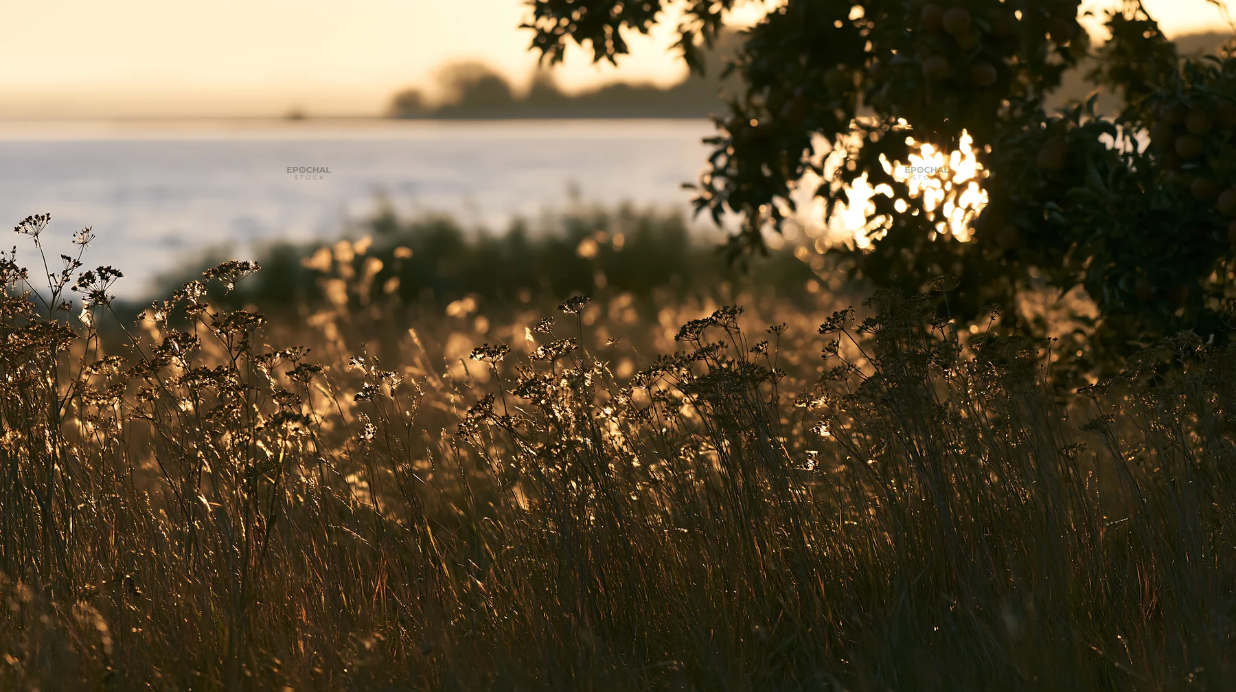 Lakeshore apple meadow during sunset - AI-generated stock image