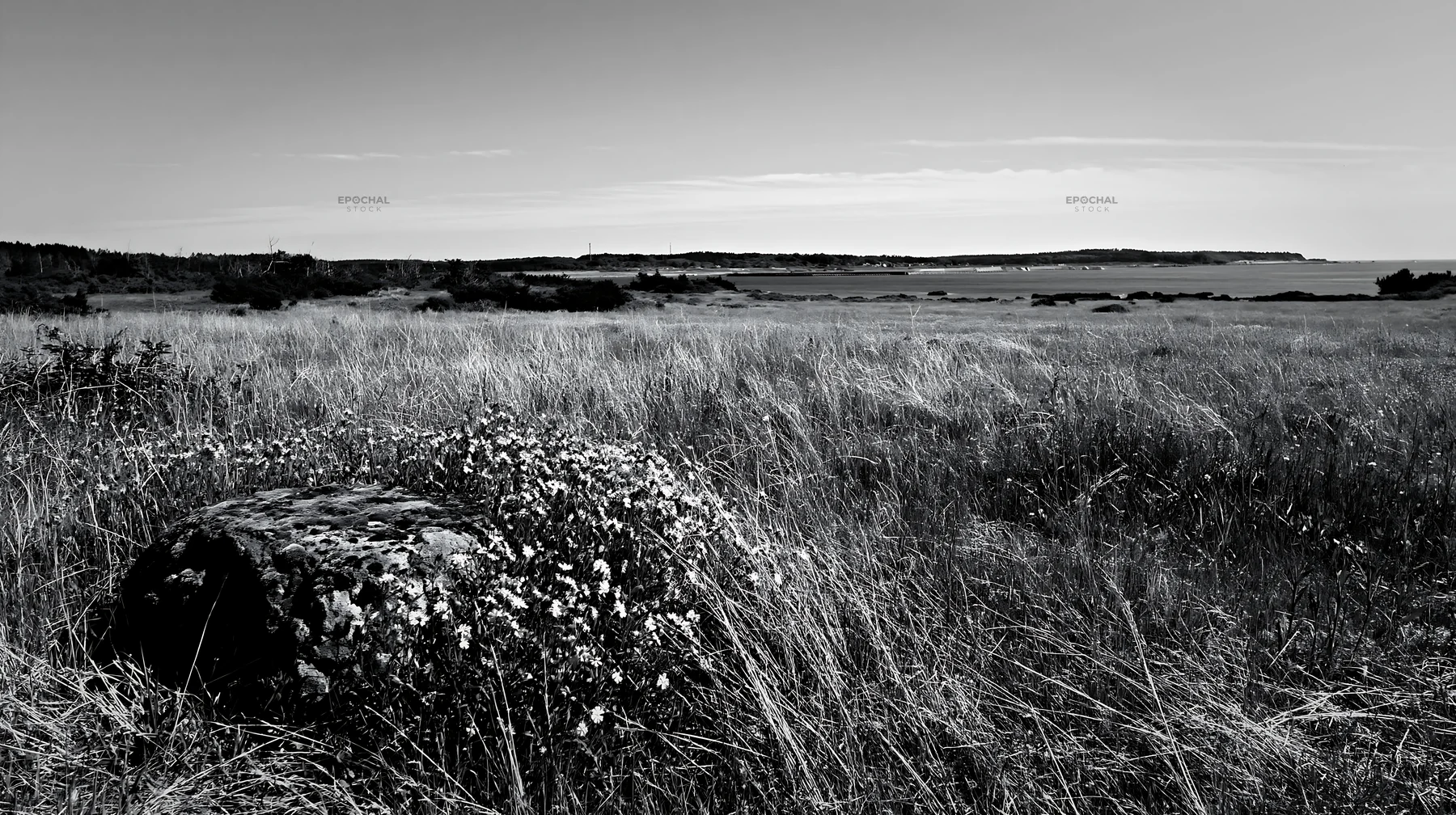 Black and white miyagi spring recovery meadow mossy stone with flowers - AI-generated stock image
