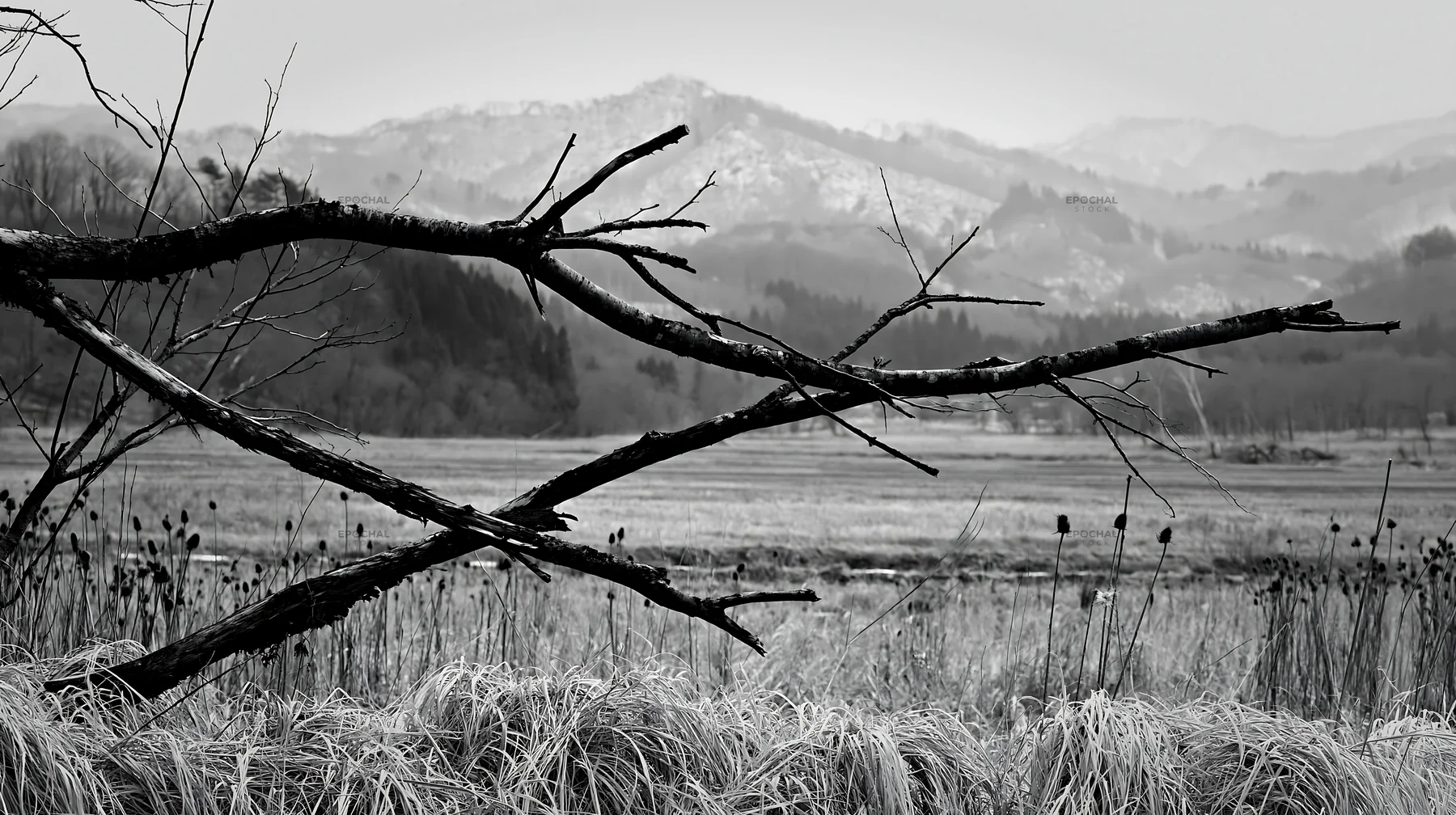 Black and white yamagata rewilded meadow fallen branch in the foreground - AI-generated stock image