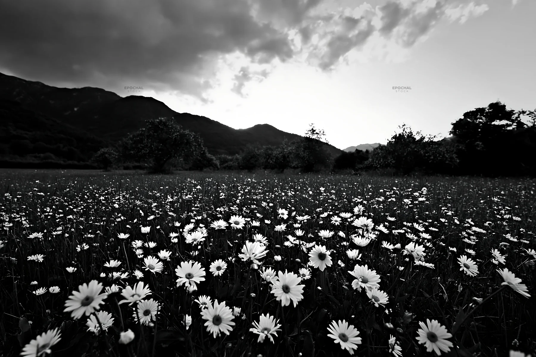 Daisies blooming in an apple meadow at sunset - AI-generated stock image