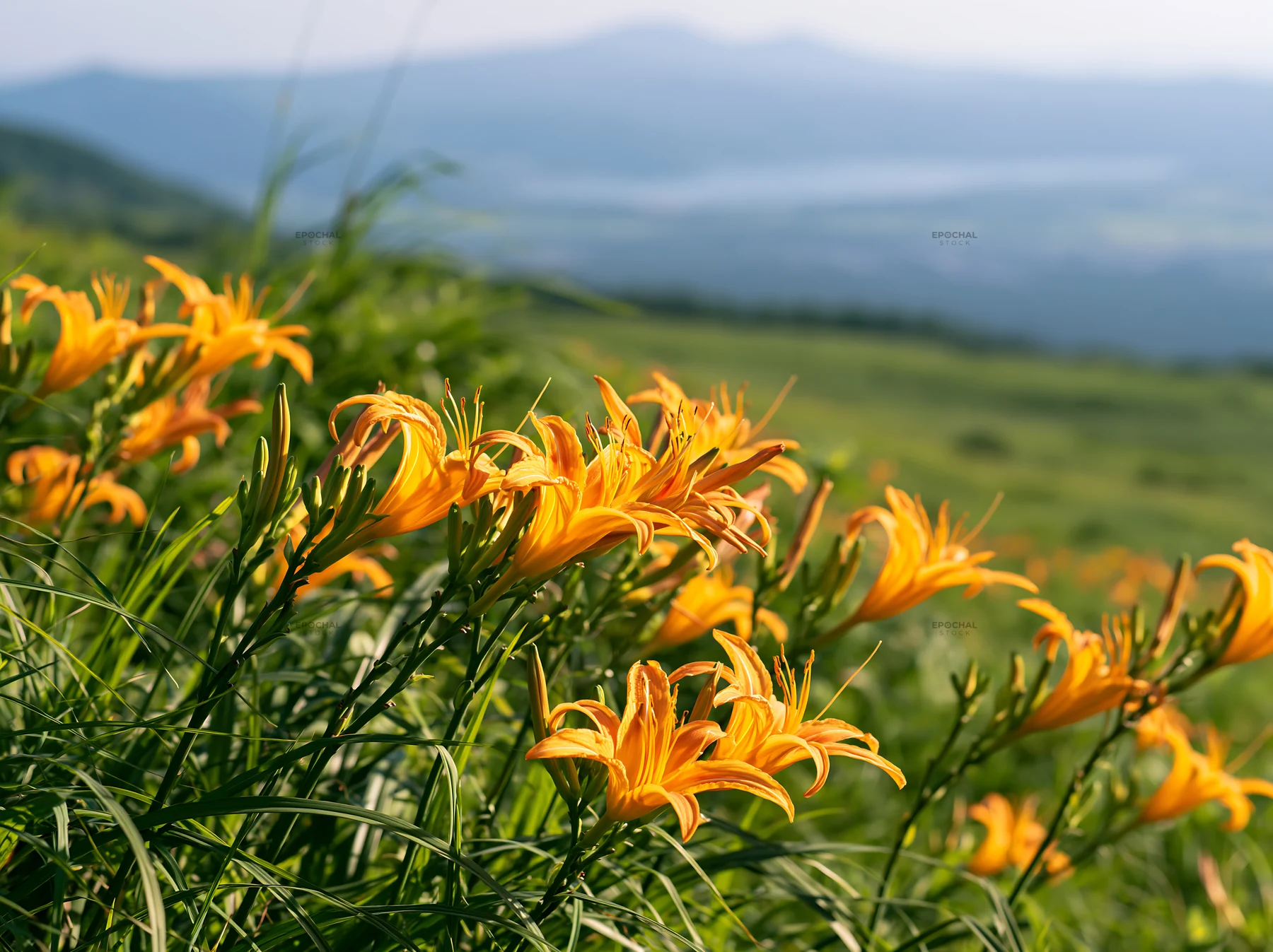 Kirigamine highland daylily meadow blooms in summer light - AI-generated stock image