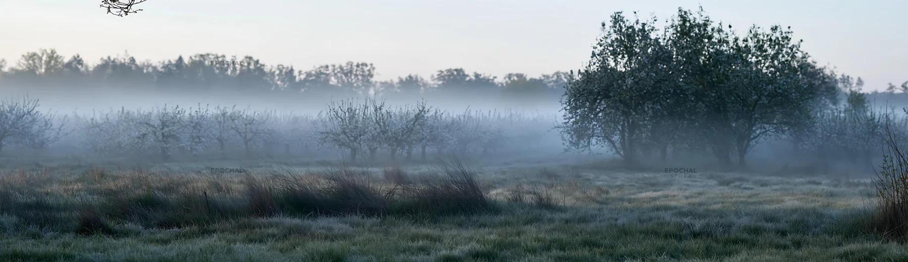 Morning fog in a spring orchard meadow - AI-generated stock image