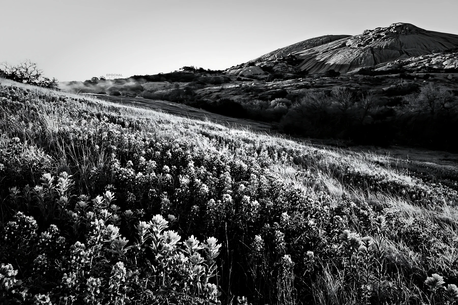 Bluebonnet meadow at sunrise with hills in the background - AI-generated stock image