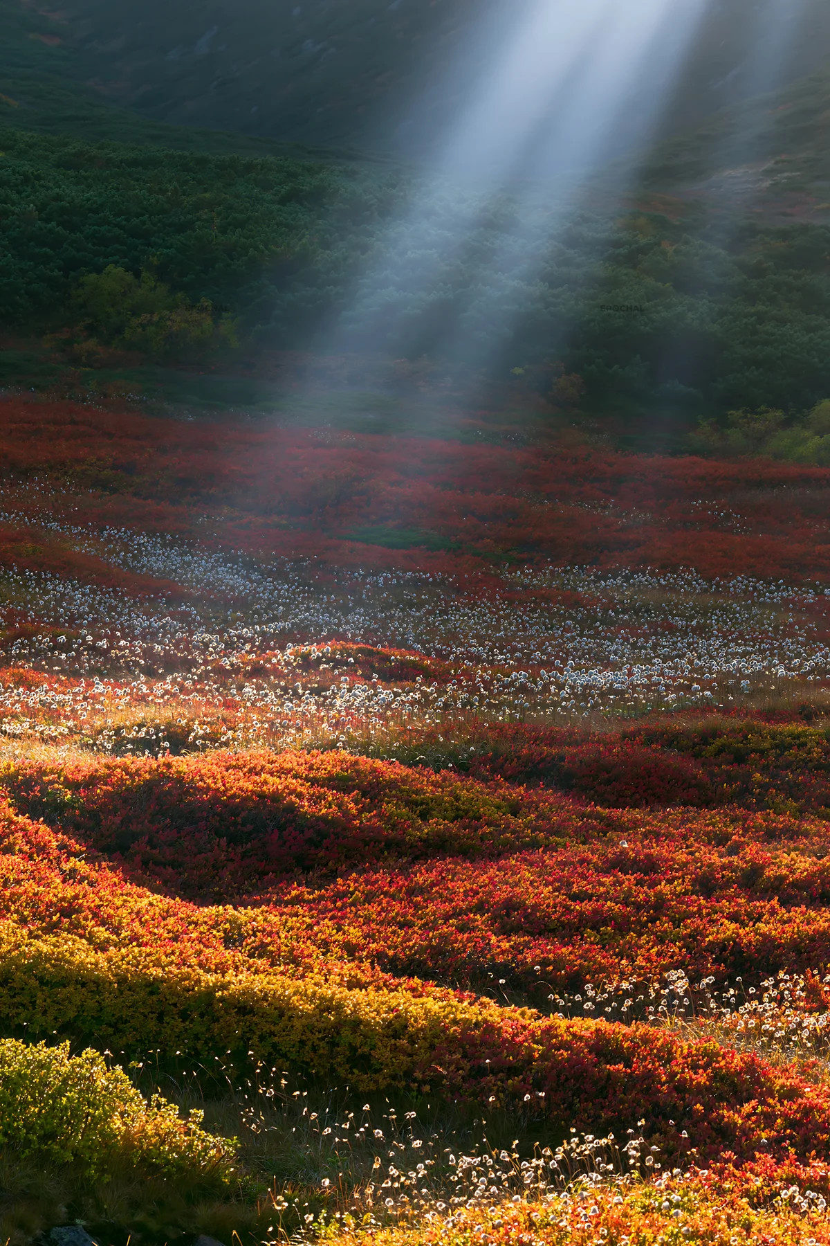Daisetsuzan alpine meadow with light rays in the background - AI-generated stock image