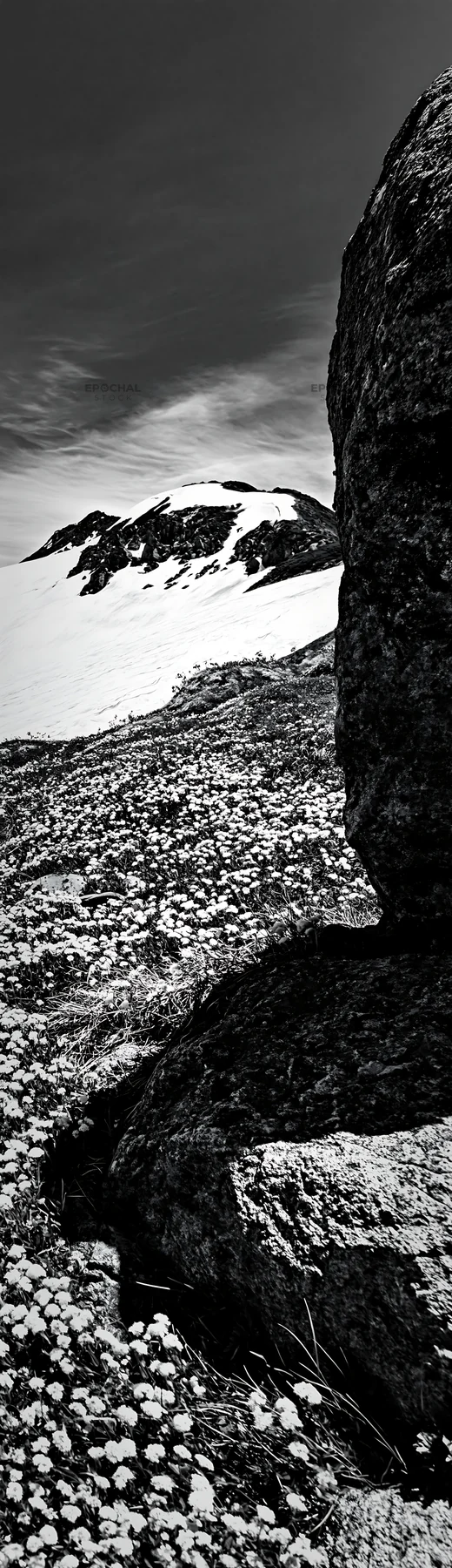 Black and white toyama alpine meadow snowmelt rock foreground - AI-generated stock image