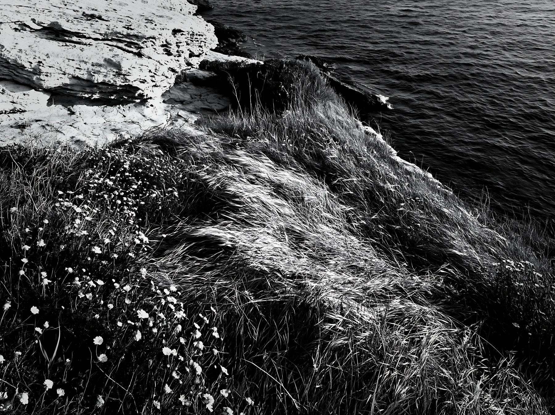 Italian meadow along rocky coast with water in background - AI-generated stock image