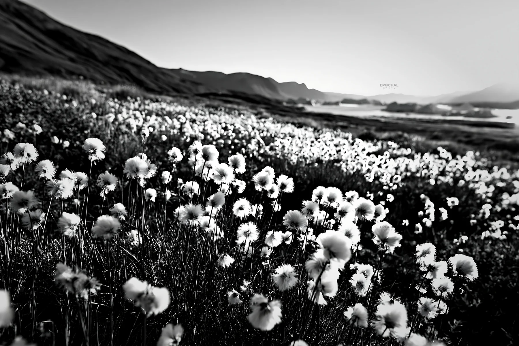 Black and white cottongrass meadow glow at sunset by the water's edge - AI-generated stock image