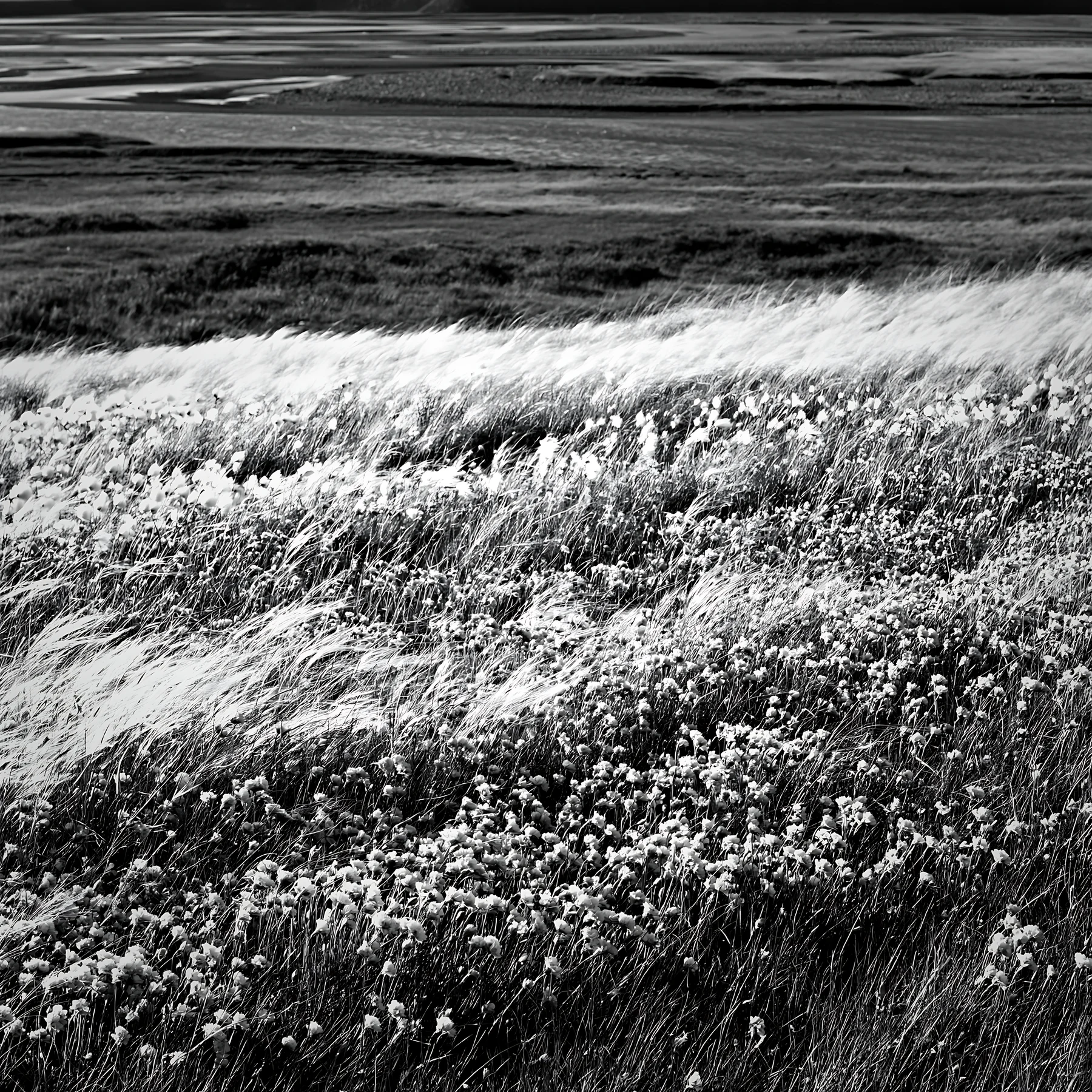 Regenerative meadow with wildflowers and grassy landscape - AI-generated stock image