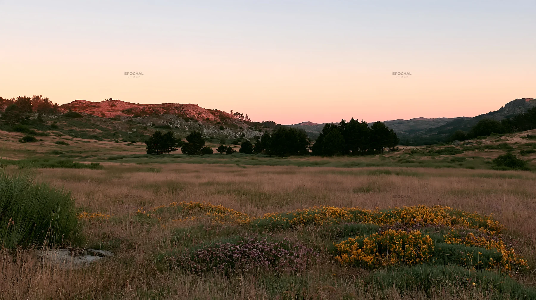 Moonrise over a meadow with yellow flowers and distant hills - AI-generated stock image
