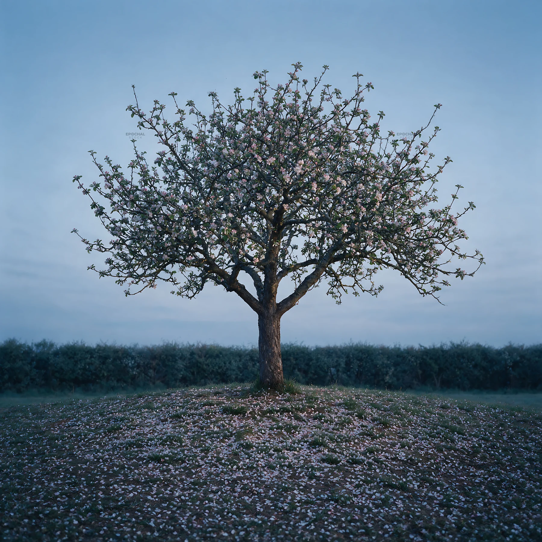 Apple blossom meadow with a blooming tree at dusk - AI-generated stock image