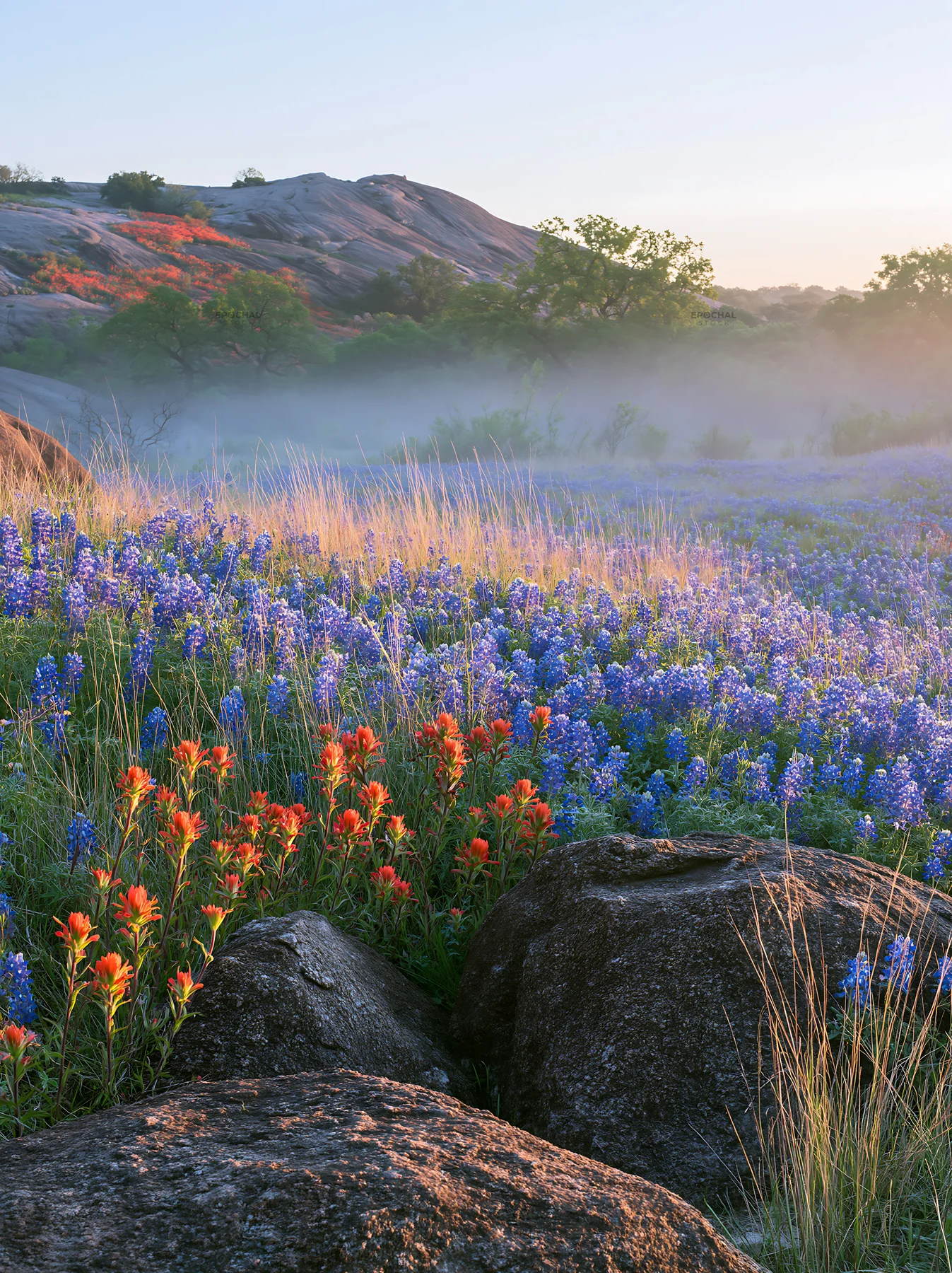 Bluebonnet meadow sunrise with colorful blooms and rocks - AI-generated stock image