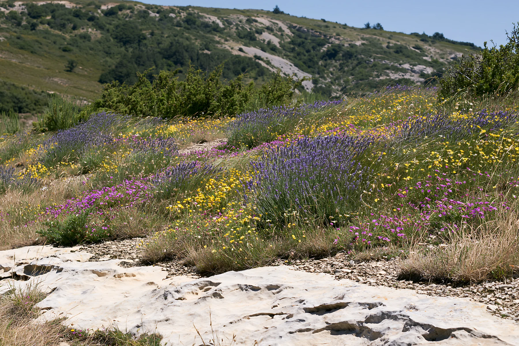 Drought-tolerant meadow with colorful wildflowers and rocky path - AI-generated stock image