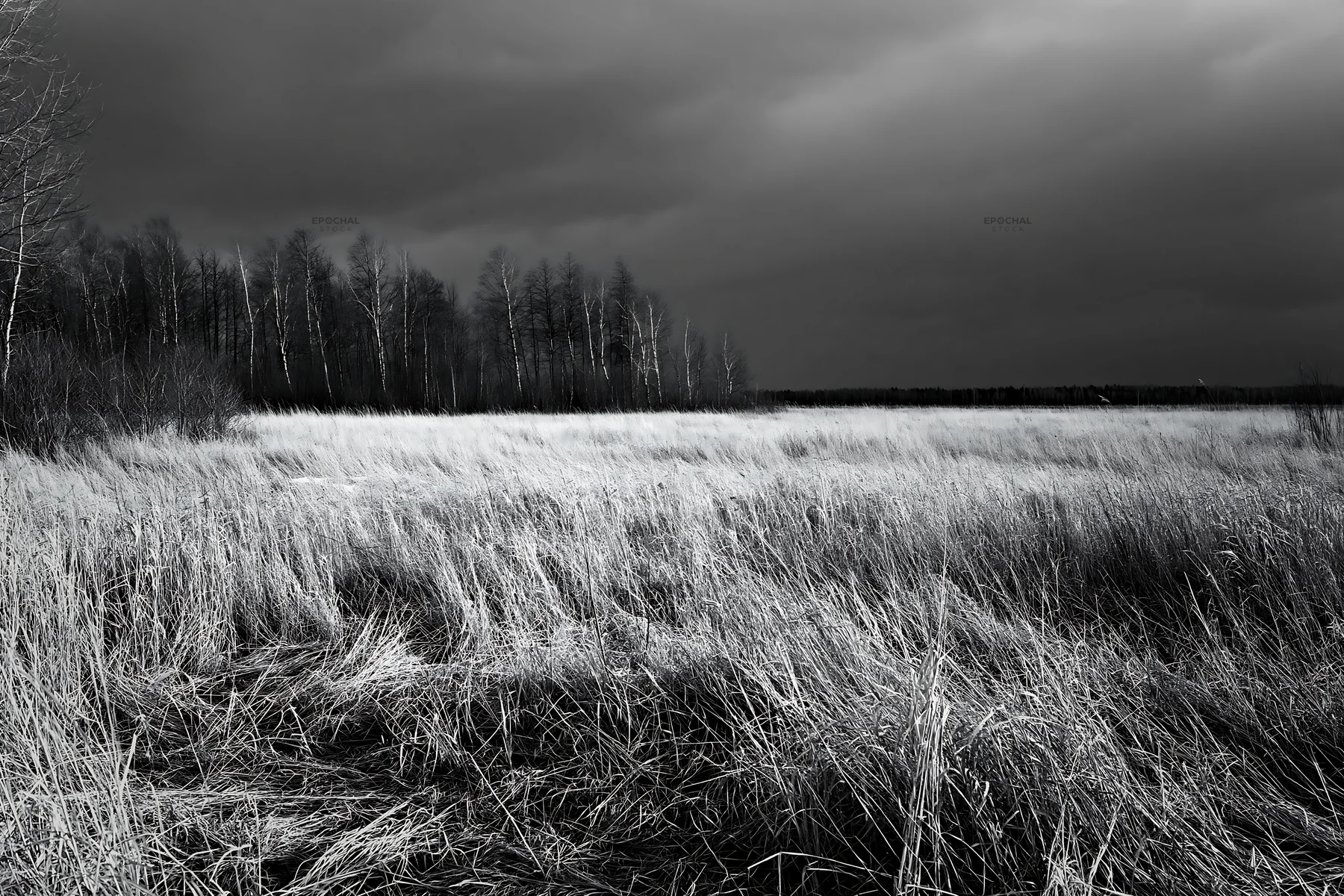 Black and white tall grass meadow under a cloudy sky with distant trees - AI-generated stock image