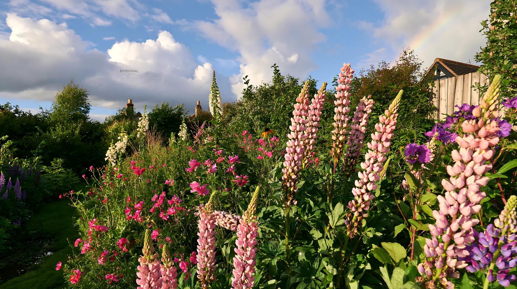 Cottage garden full of flowers after storm - AI-generated stock image