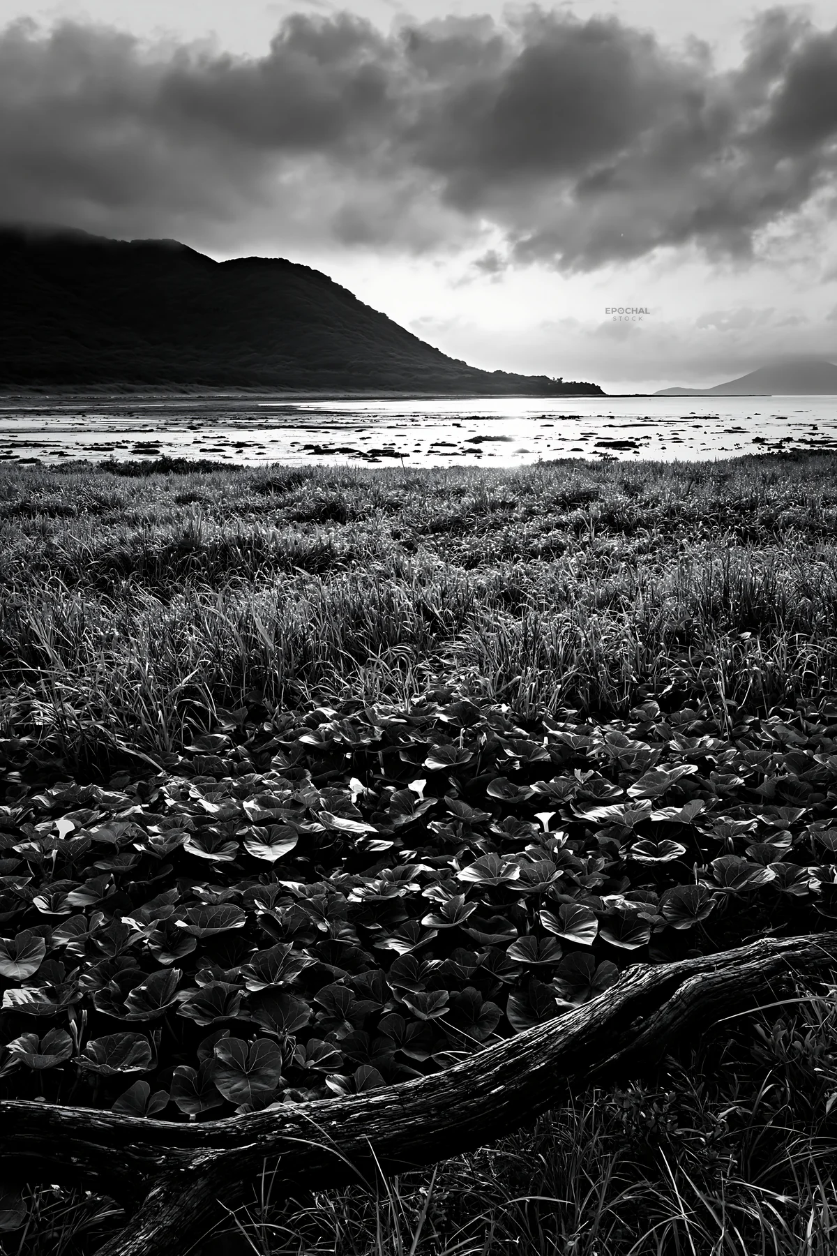 Black and white nagasaki coastal meadow driftwood foreground mood - AI-generated stock image