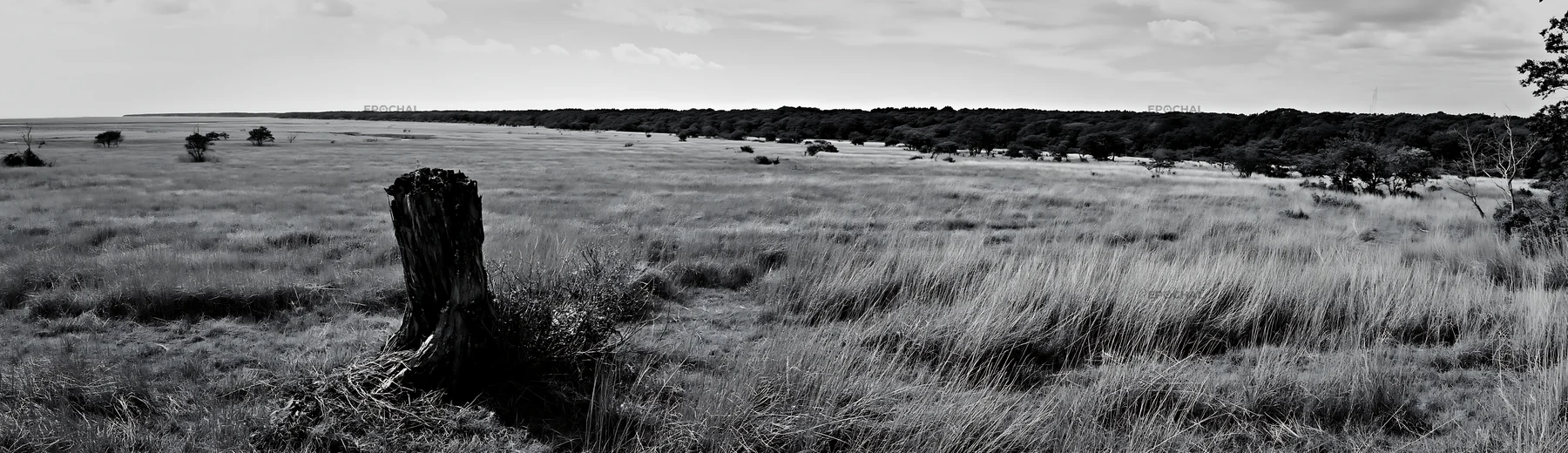 Black and white fukushima native meadow with weathered stump - AI-generated stock image