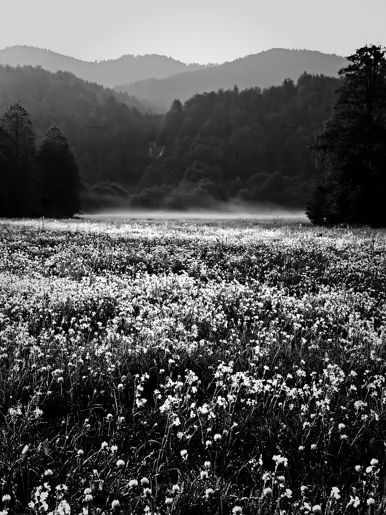 Wildflower meadow with mist from a distant waterfall - AI-generated stock image