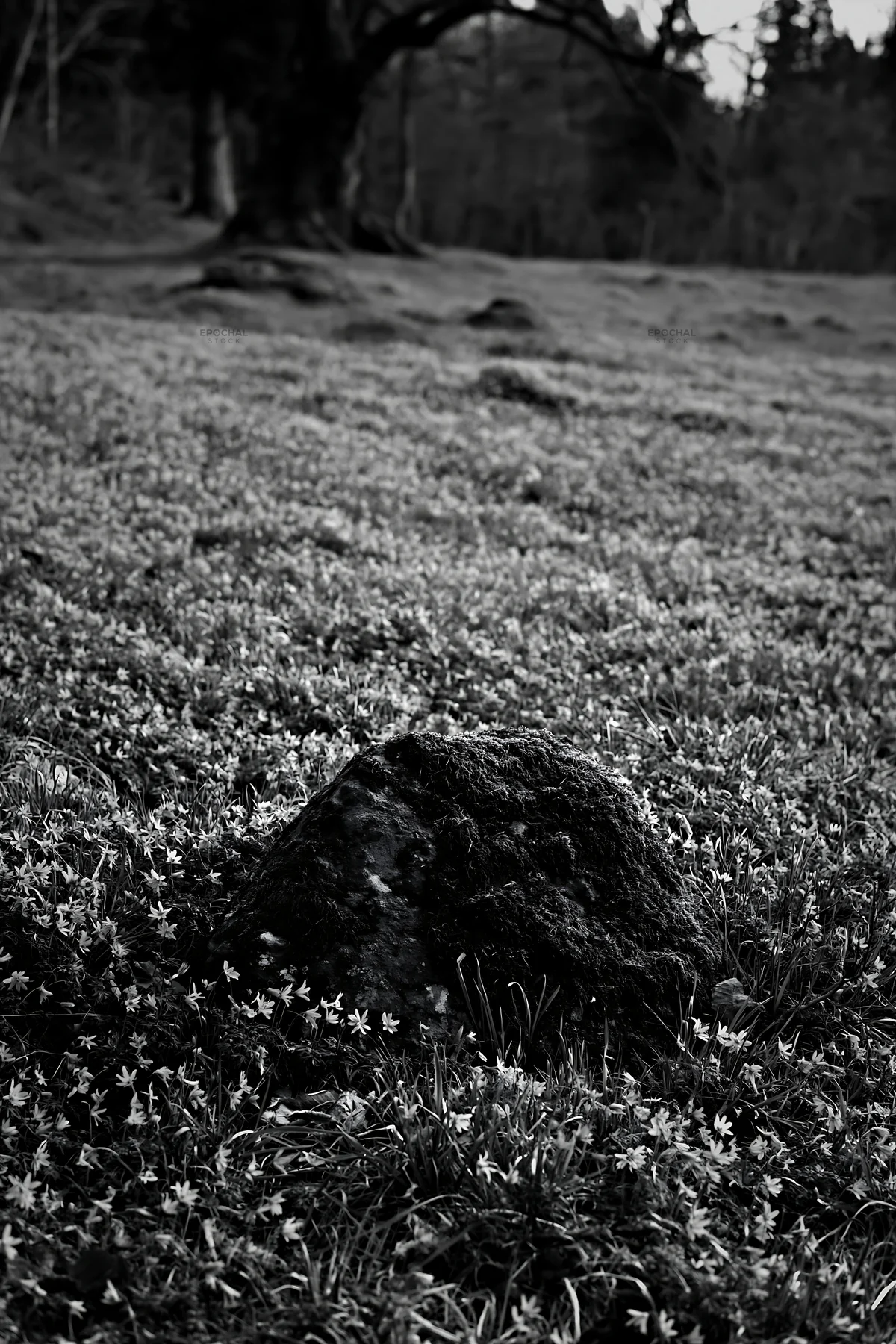Black and white miyagi spring recovery meadow mossy stone with flowers - AI-generated stock image