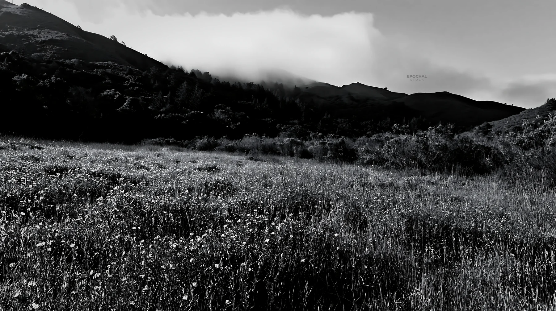 Cloudy foothill meadow with wildflowers in black and white - AI-generated stock image