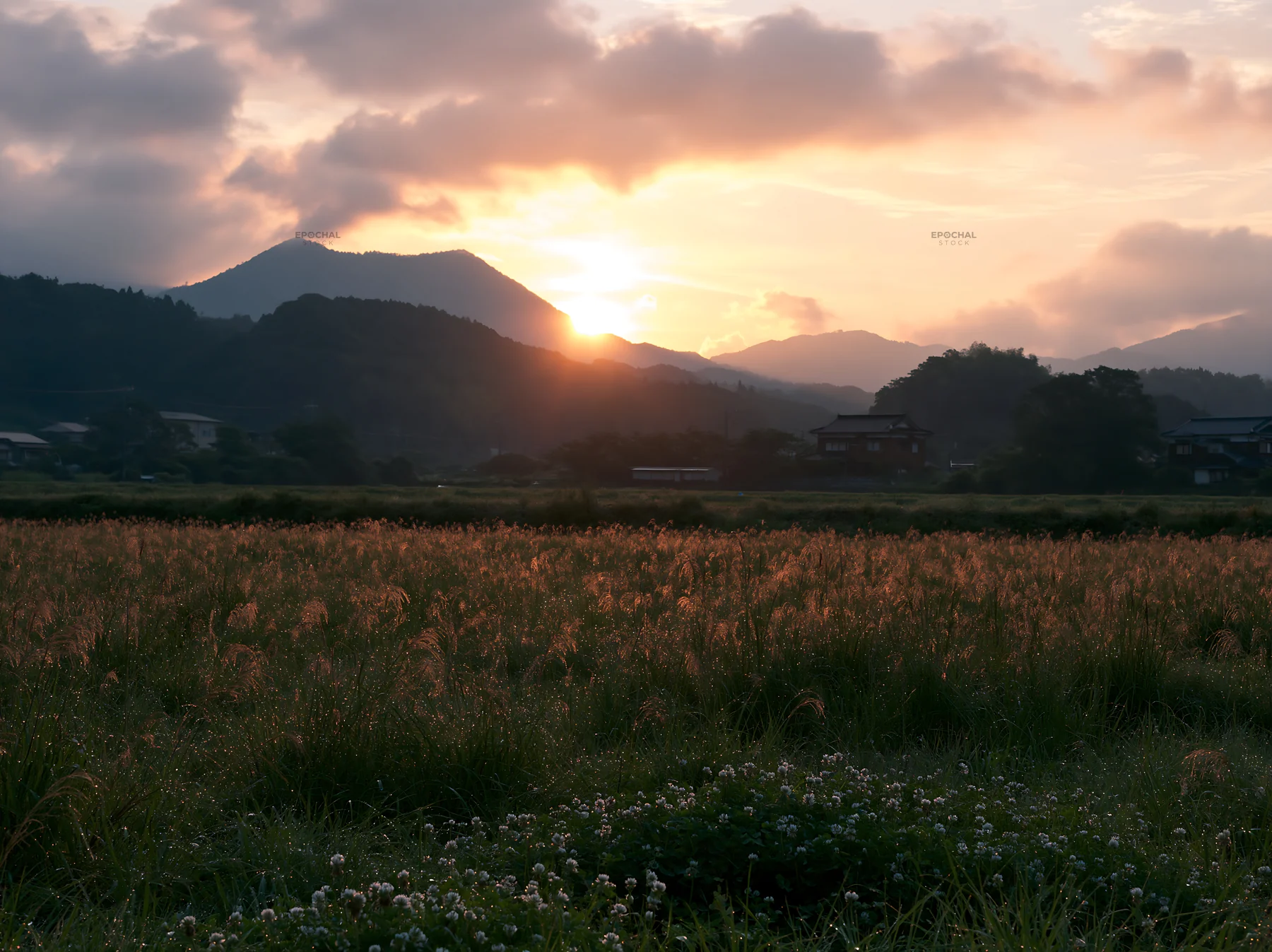 Miyazaki sunrise over meadow with dew covered sedges - AI-generated stock image