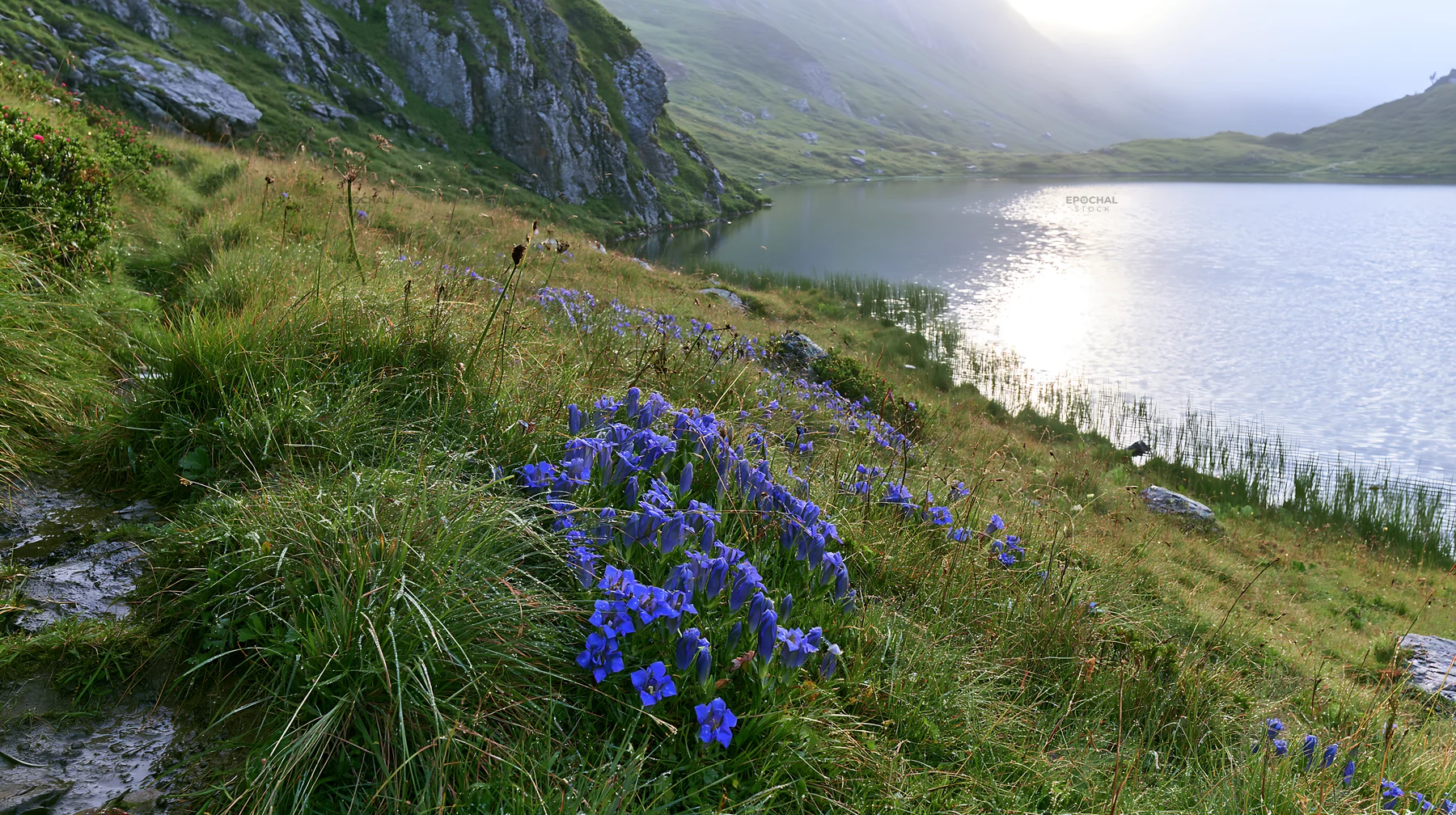 Swiss meadow with flowers beside alpine lake - AI-generated stock image