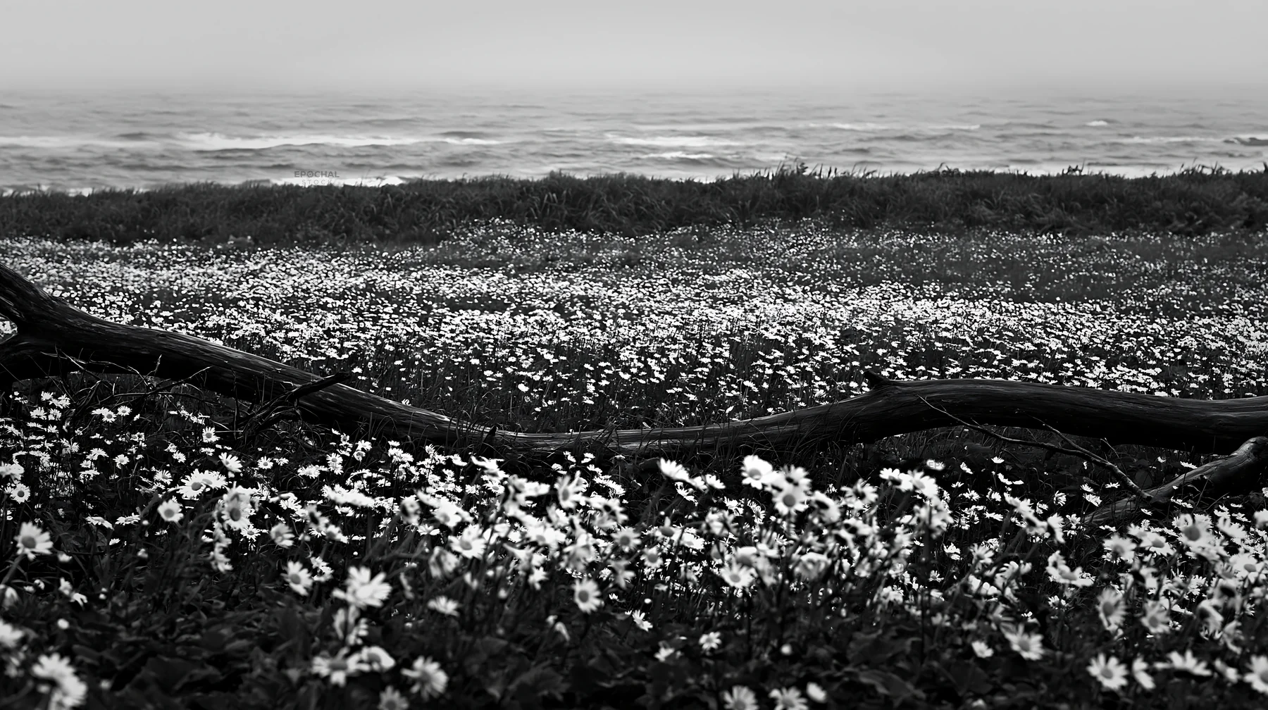 Ishikawa coastal meadow with storm washed driftwood - AI-generated stock image
