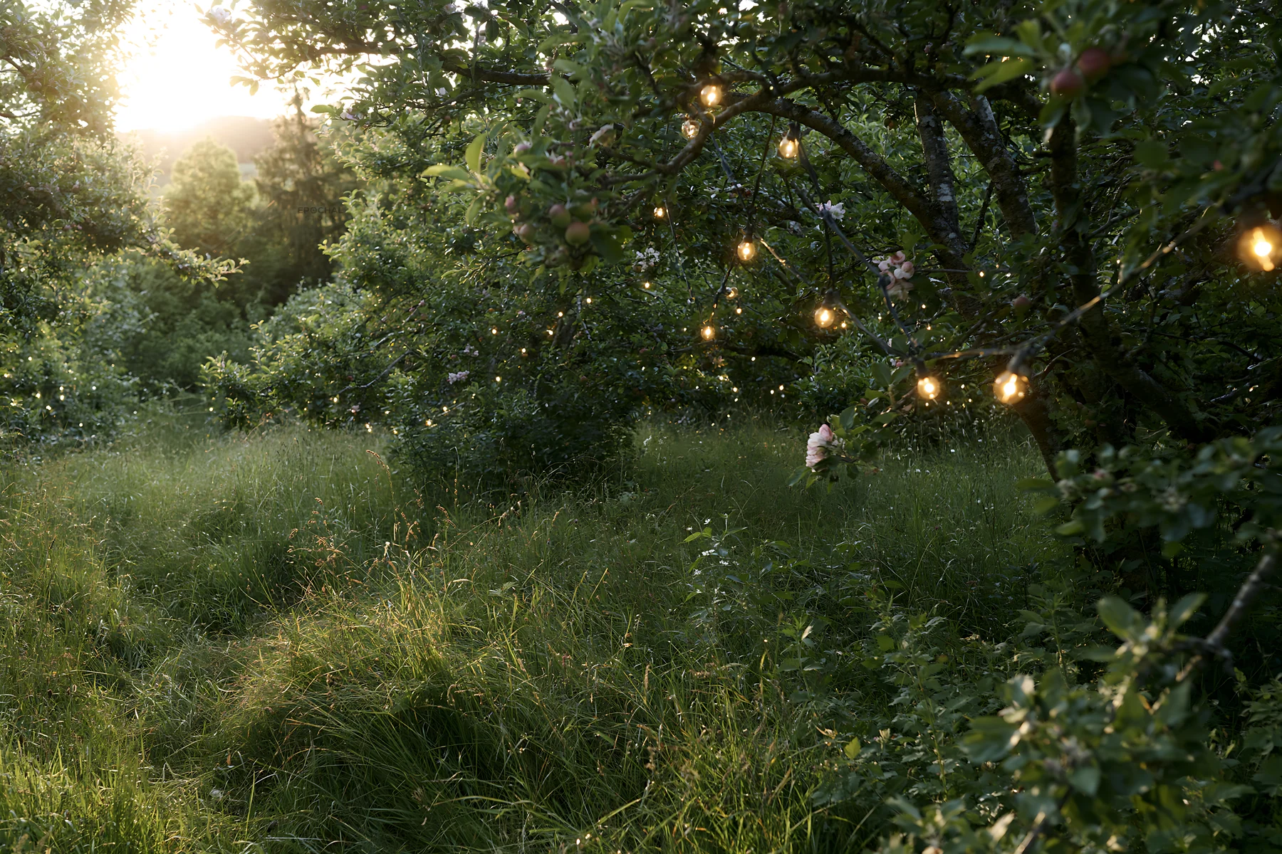 Apple trees with garlands in a meadow at sunset - AI-generated stock image