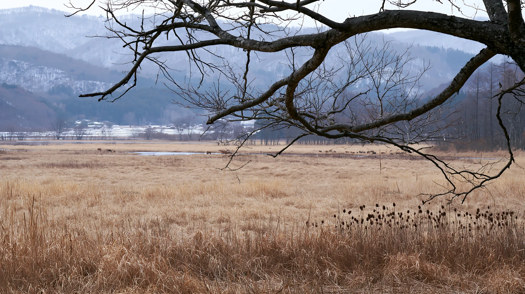 Yamagata rewilded meadow with fallen branch in the foreground - AI-generated stock image