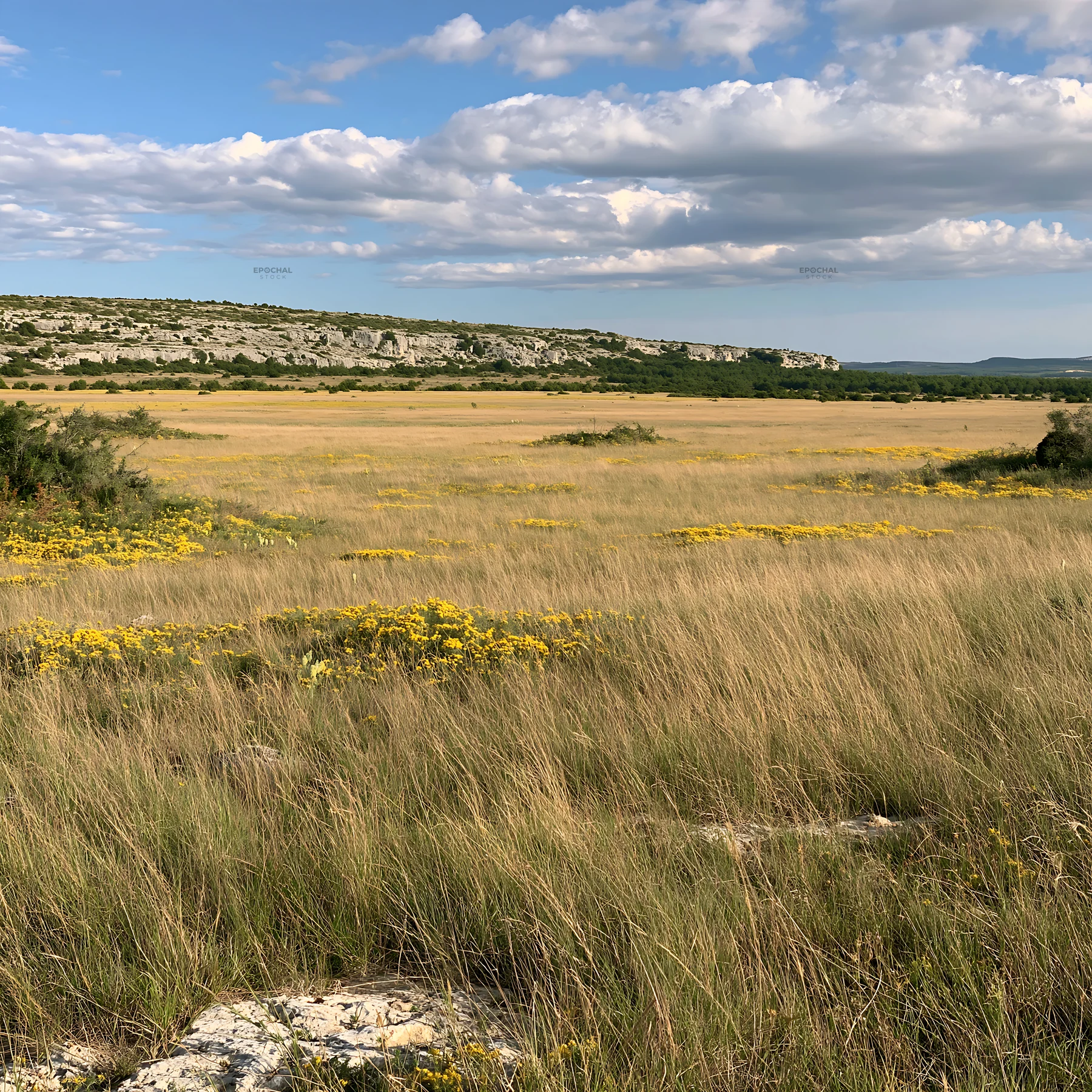Sunny flowering limestone meadow under a blue sky - AI-generated stock image