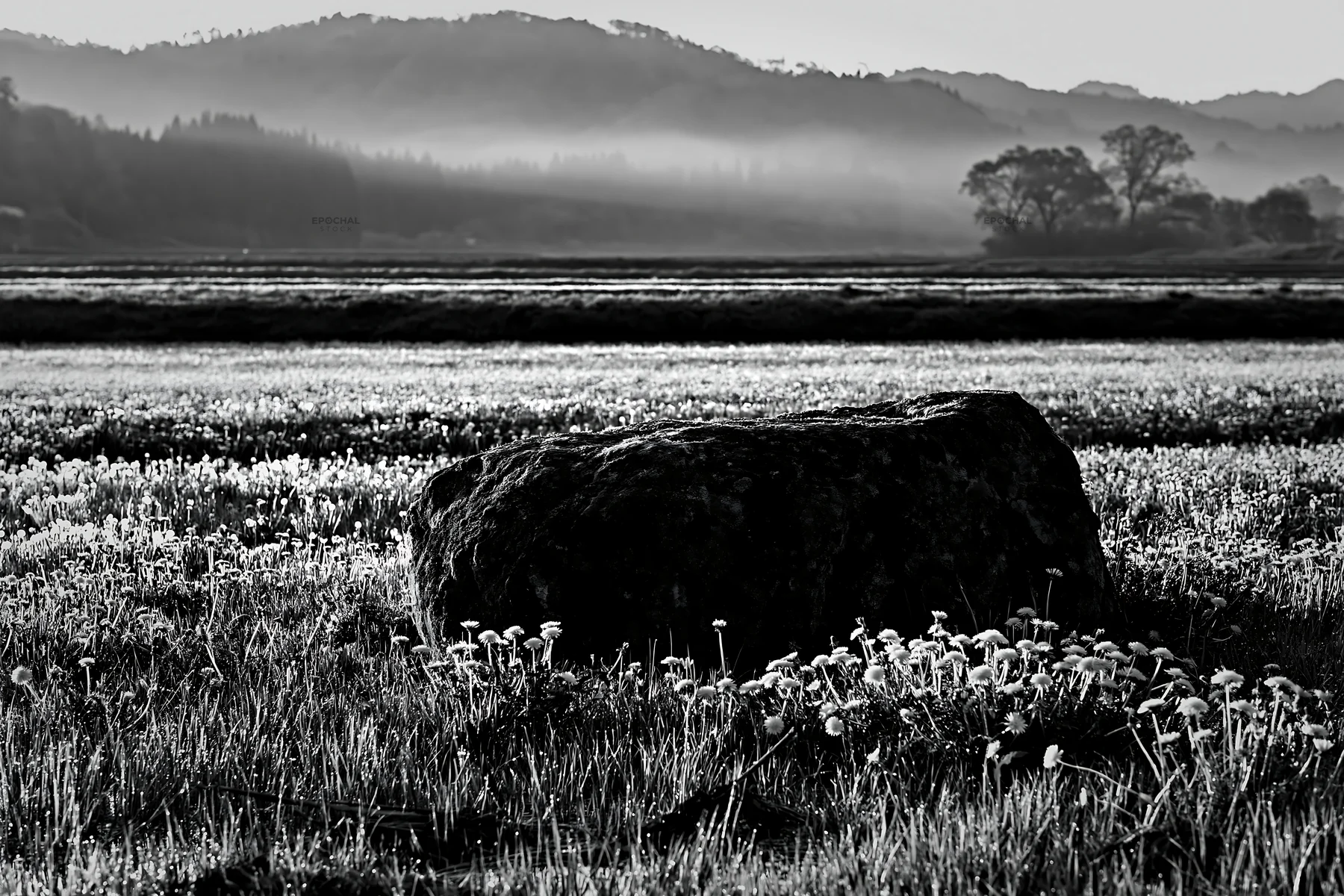 Black and white miyagi spring recovery meadow mossy stone surrounded by flowers - AI-generated stock image