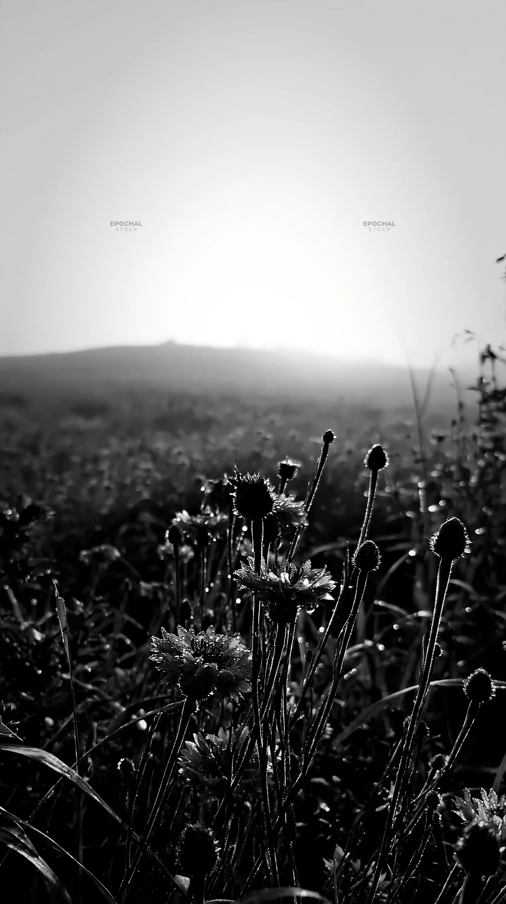 Cornflower meadow in black and white during early morning light - AI-generated stock image