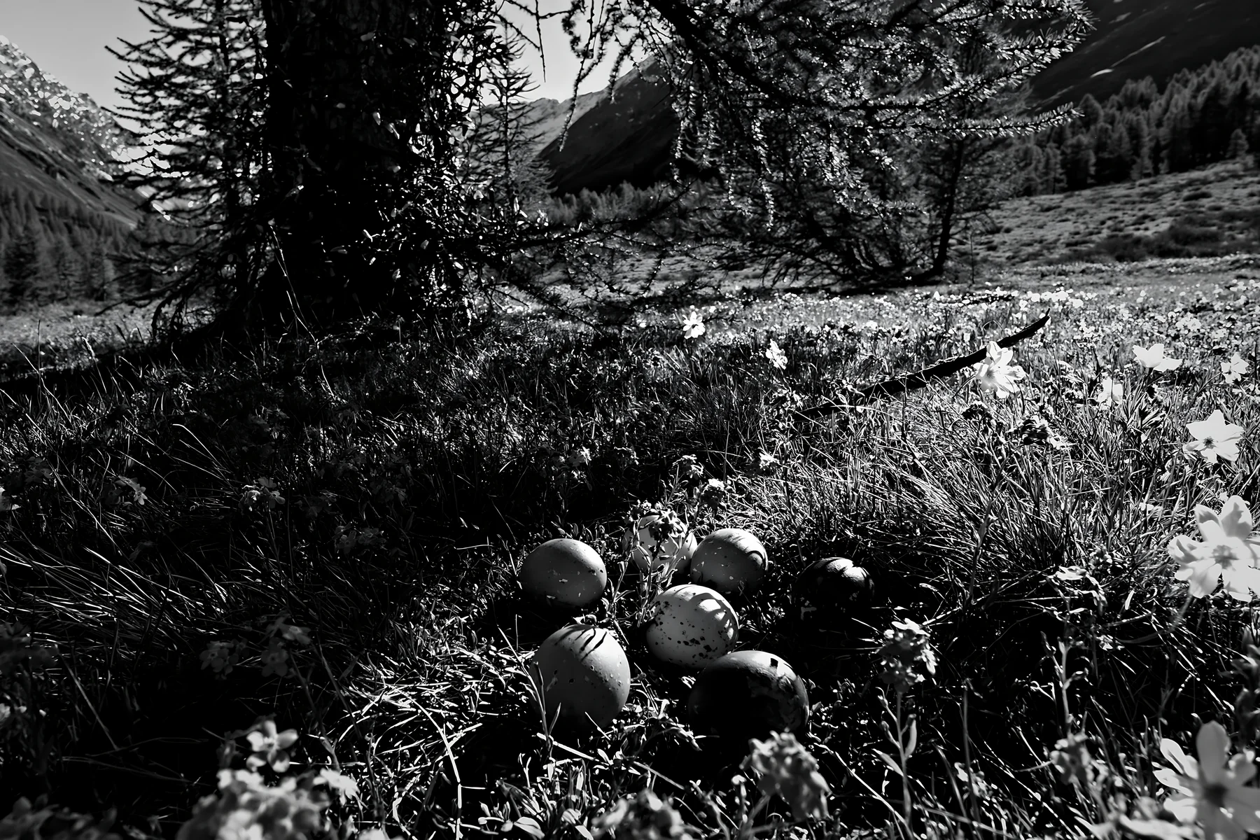 Christmas decorations beside tree in mountain valley meadow