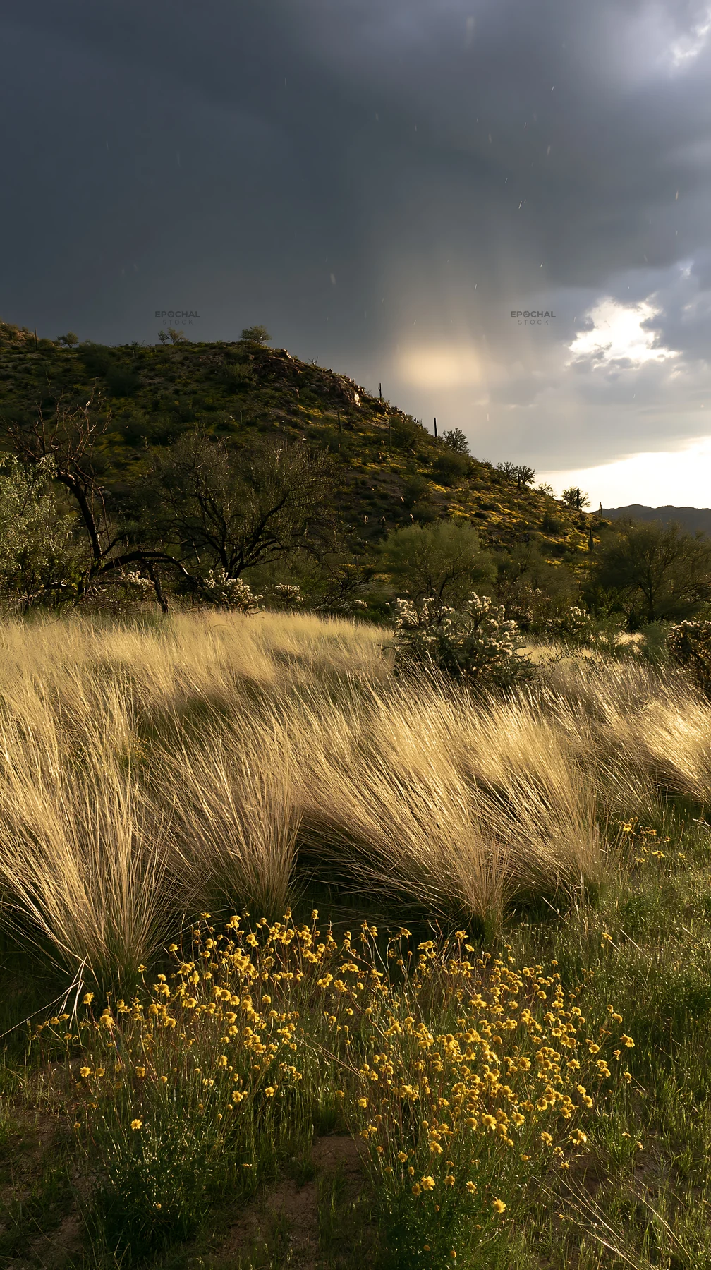 Drought-tolerant meadow with yellow flowers and hills in background - AI-generated stock image