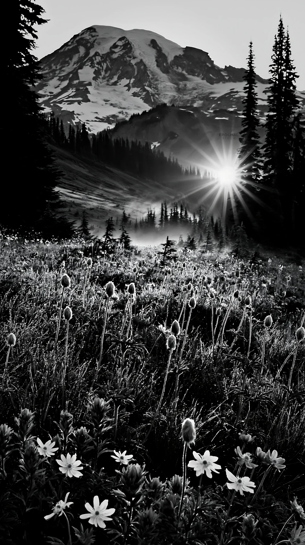 Black and white mount Rainier wildflower meadow sunrise with vibrant flowers - AI-generated stock image