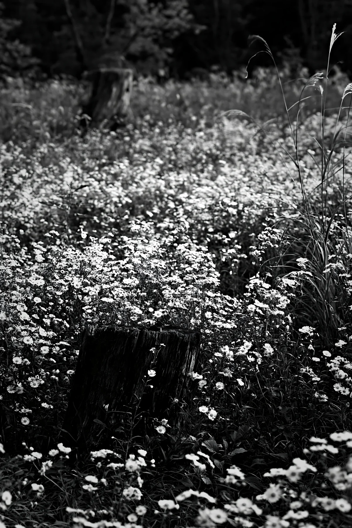 Black and white fukushima native meadow with weathered stump - AI-generated stock image