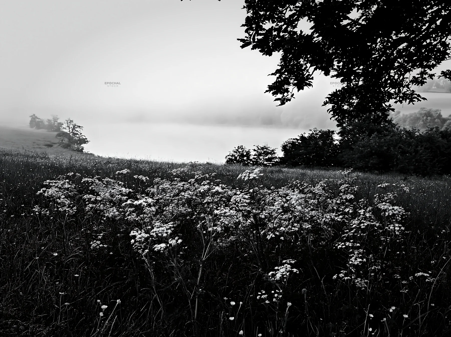 Black and white lakeside orchard meadow with flowers and misty background - AI-generated stock image