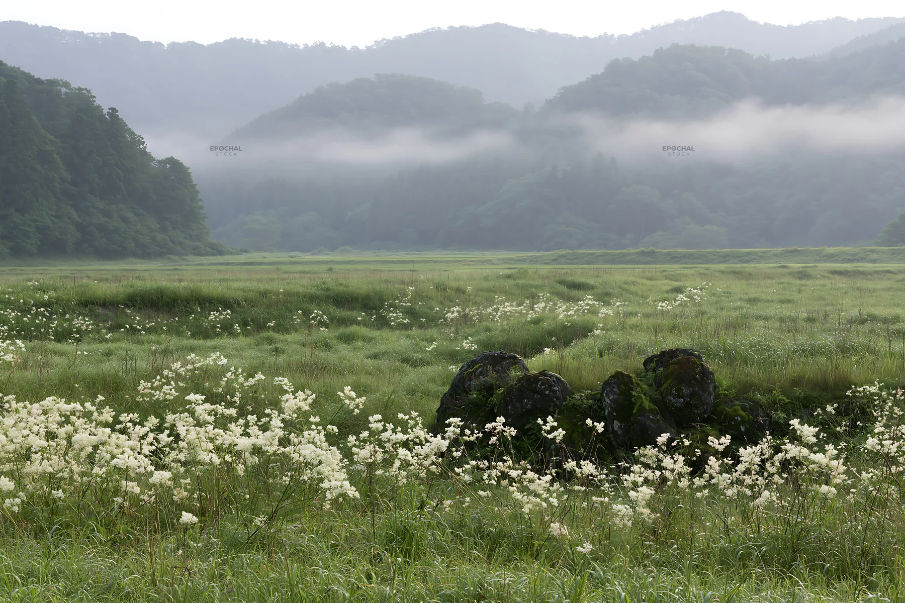 Misty meadow with moss covered stone in Shimane - AI-generated stock image