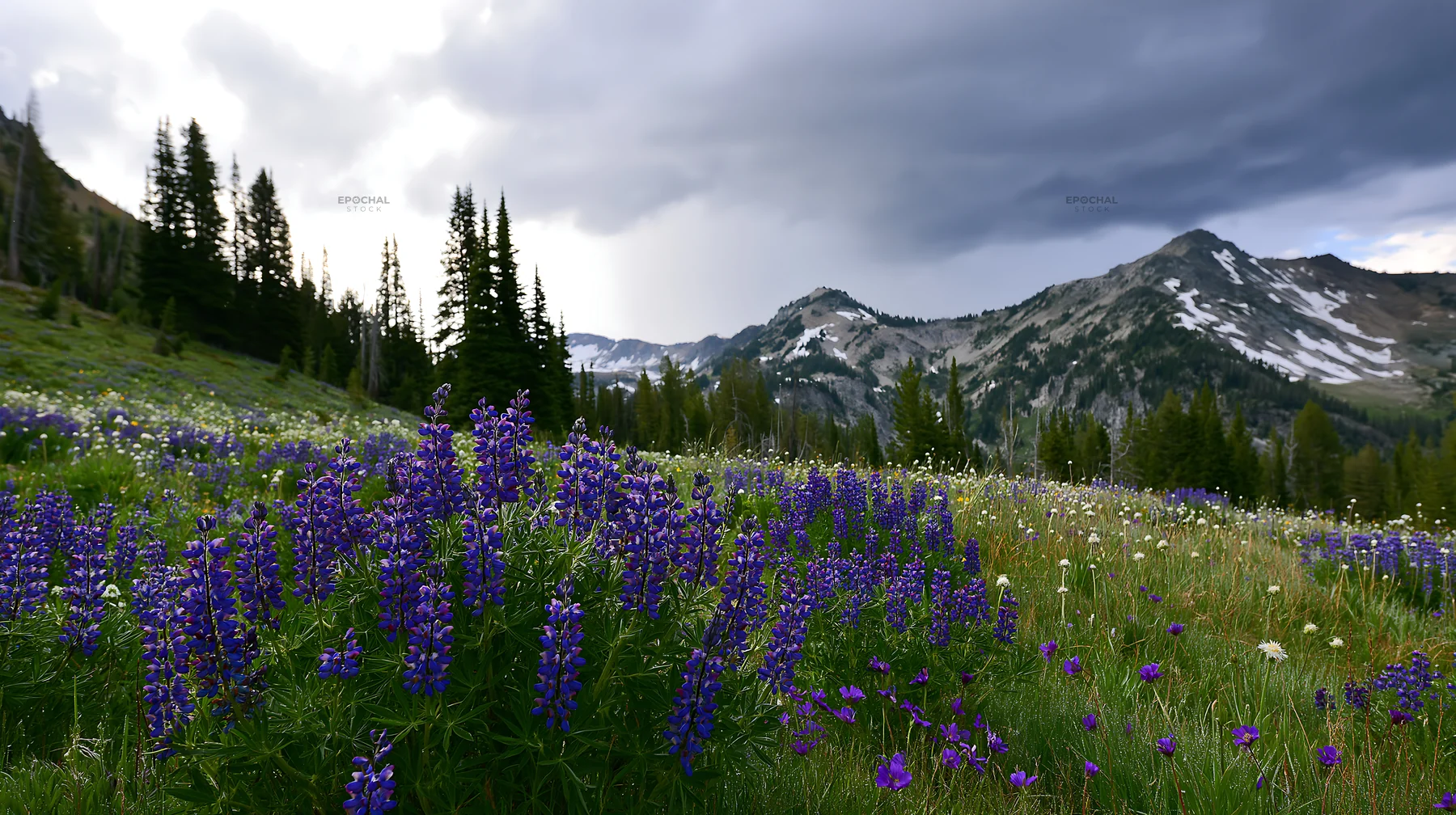 Rainwashed meadow with dark clouds and blooming flowers - AI-generated stock image