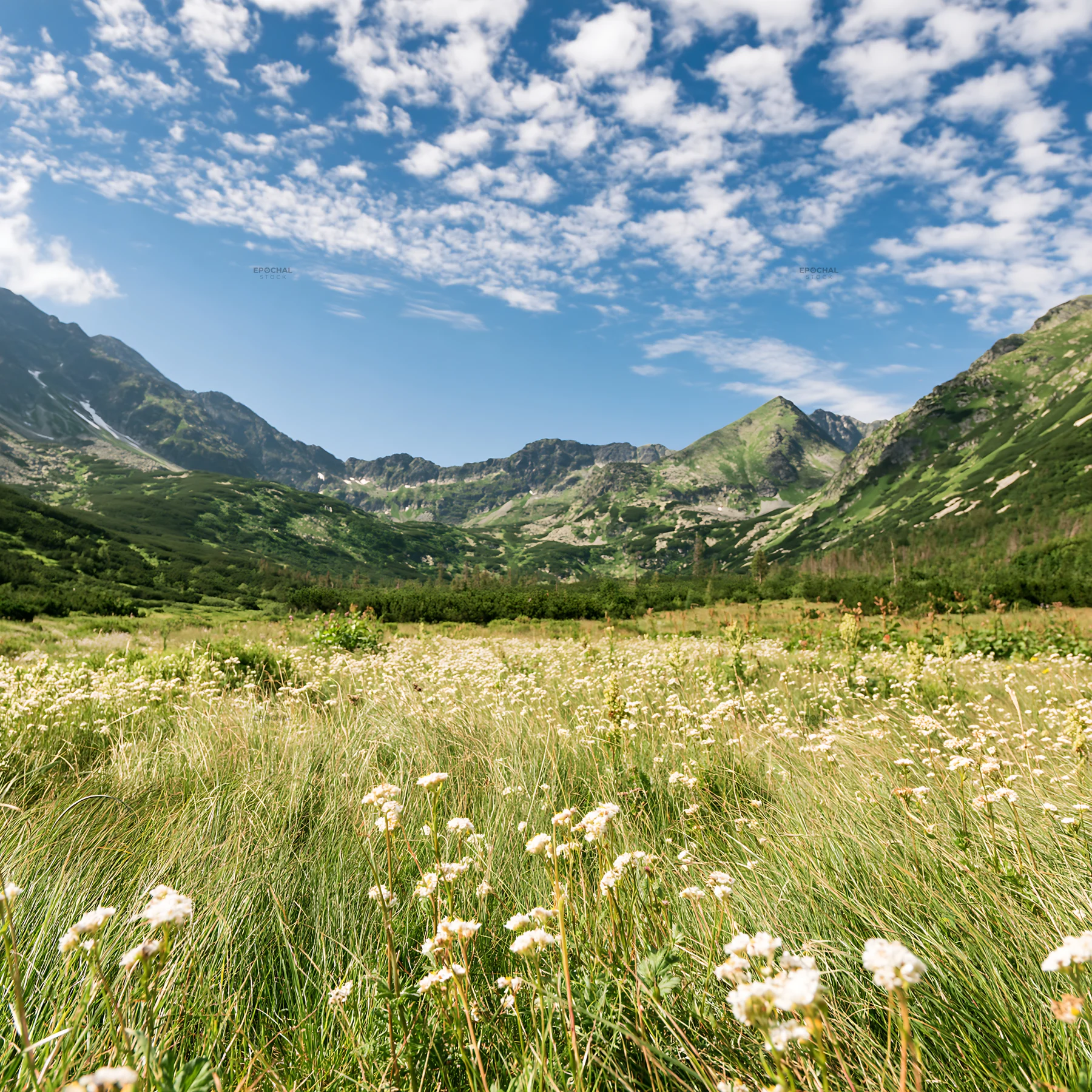 Mountain pass meadow with grass and mountains in background - AI-generated stock image