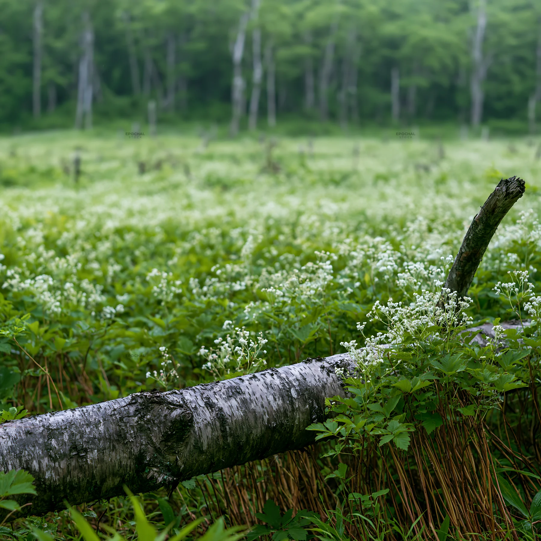 Weathered log in a meadow with flowers and green plants - AI-generated stock image