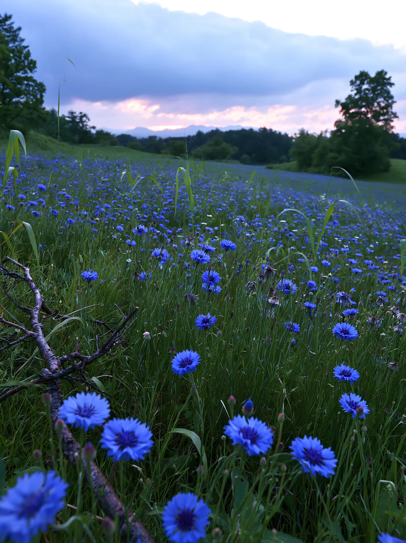 Yamagata rewilded meadow with fallen branch and blue flowers - AI-generated stock image