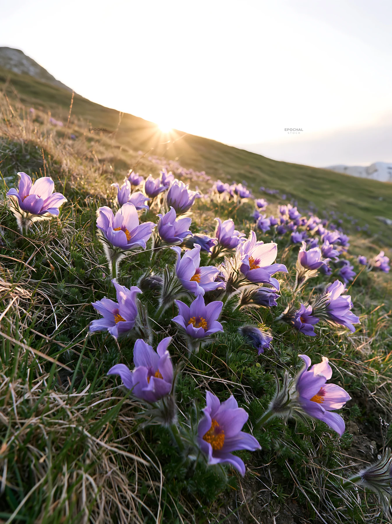Sunny limestone meadow with blooming flowers at sunset - AI-generated stock image