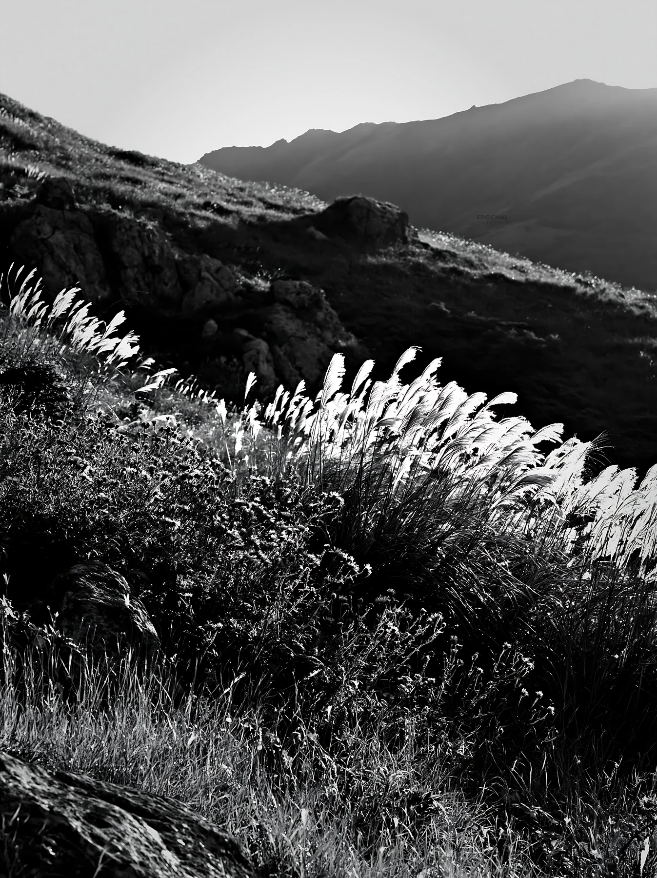 Black and white oita highland meadow with granite stones under warm sunlight - AI-generated stock image